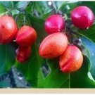 10 Peanut Butter Fruit Seeds Bunchosia argentea Organic Seeds 10 Peanut Butter Fruit Seeds Bunchosia argentea Organic Seeds
