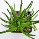 20 30 50 Assorted Colorful Succulent Plants Great Bridal Shower Favors Gifts Fresh Garden 20 30 50 Assorted Colorful Succulent Plants Great Bridal Shower Favors Gifts Fresh Garden