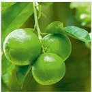 10 Seeds Key Lime Seeds Lima Citrus Aurantifolia Home Plant Natural Organic 10 Seeds Key Lime Seeds Lima Citrus Aurantifolia Home Plant Natural Organic