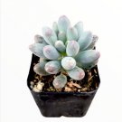 30 Packs 2 Live Assorted Rosette Echeveria Succulents Plants Fresh Garden 30 Packs 2 Live Assorted Rosette Echeveria Succulents Plants Fresh Garden