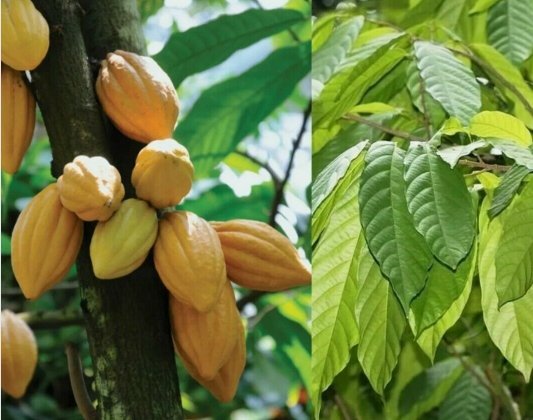 50 Dried COCOA Leaves, Dried Leaf Chocolate, CoCo Leaf, Theobroma Cacao Leaves