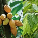 50 Dried COCOA Leaves, Dried Leaf Chocolate, CoCo Leaf, Theobroma Cacao Leaves