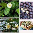 100 CAMELLIA SINENSIS SEEDS Ceylon Tea Plant Healthy Green Tea Shrub For Plant 100 CAMELLIA SINENSIS SEEDS Ceylon Tea Plant Healthy Green Tea Shrub For Plant