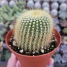 70 Packs Assorted Rosette Echeveria Succulent Plants Rooted In 2 Inch Planters Fresh Garden