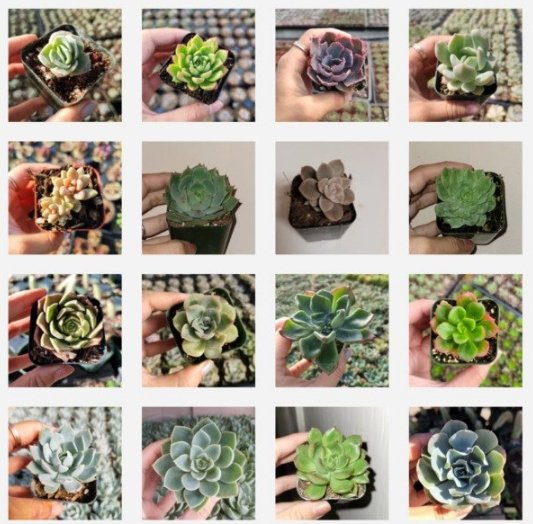 50 Packs Live Assorted Rosette Echeveria Succulent Plants Rooted In 2 Planters Fresh Garden
