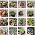50 Packs Live Assorted Rosette Echeveria Succulent Plants Rooted In 2 Planters Fresh Garden