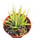 72 Packs 6 12 Different Varieties Colorful Succulents Rooted In Seedling Tray Fresh Garden 72 Packs 6 12 Different Varieties Colorful Succulents Rooted In Seedling Tray Fresh Garden