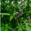 100% Natural Organic Dried Vitex Negundo Leaves Nika Leaves 50 leaves