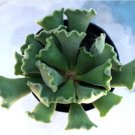 Adromischus Cristatus Key Lime Pie Comes In A 2.5 Pot Fresh Garden Adromischus Cristatus Key Lime Pie Comes In A 2.5 Pot Fresh Garden