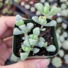 100 Packs Rare 2 Assorted Rosette Echeveria Succulent Plants Fresh Garden