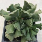 Adromischus Cristatus Key Lime Pie Comes In A 3.5 Pot Fresh Garden Adromischus Cristatus Key Lime Pie Comes In A 3.5 Pot Fresh Garden