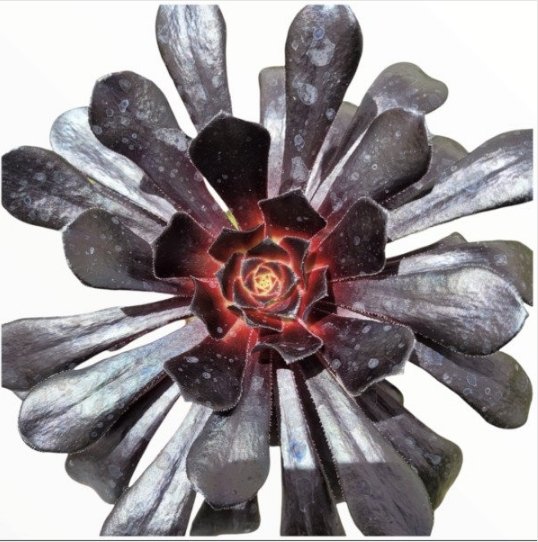 Aeonium Arboreum Black Rose Succulent Plant Fresh Garden