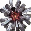 Aeonium Arboreum Black Rose Succulent Plant Fresh Garden