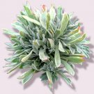 100 CAMELLIA SINENSIS SEEDS Ceylon Tea Plant Healthy Green Tea Shrub For Plant 100 CAMELLIA SINENSIS SEEDS Ceylon Tea Plant Healthy Green Tea Shrub For Plant