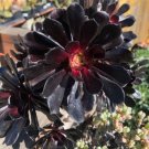 Aeonium Black Rose 1 Cutting 3 - 4 Fresh Garden Aeonium Black Rose 1 Cutting 3 - 4 Fresh Garden