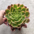 Aeonium Fiesta Succulent Plant Fresh Garden Aeonium Fiesta Succulent Plant Fresh Garden