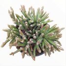 Aeonium Kiwi Succulent Plant Fresh Garden Aeonium Kiwi Succulent Plant Fresh Garden