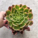 Aeonium Leucoblepharum Succulent Plant Fresh Garden Aeonium Leucoblepharum Succulent Plant Fresh Garden
