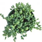 Aeonium Moonburst Succulent Plant Fresh Garden Aeonium Moonburst Succulent Plant Fresh Garden