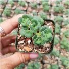 Aeonium Lindleyi Var. Viscatum Irish Bouquet Succulent Plant Fresh Garden Aeonium Lindleyi Var. Viscatum Irish Bouquet Succulent Plant Fresh Garden