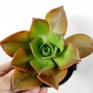 Aeonium Nobile Succulent Plant Fresh Garden Aeonium Nobile Succulent Plant Fresh Garden