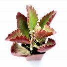 Aeonium Starburst Succulent Plant Fresh Garden Aeonium Starburst Succulent Plant Fresh Garden