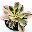 Aeonium Sunburst Succulent Plant Fresh Garden Aeonium Sunburst Succulent Plant Fresh Garden