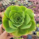 Aeonium Urbicum Salad Bowl’ Succulent Plant Fresh Garden Aeonium Urbicum Salad Bowl’ Succulent Plant Fresh Garden
