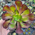 Aeonium Voodoo - Giant Red Aeonium Succulent Plant Fresh Garden Aeonium Voodoo - Giant Red Aeonium Succulent Plant Fresh Garden