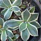 Agave Cream Spike Single Pup 3 - 4 Inch Diameter Fresh Garden Agave Cream Spike Single Pup 3 - 4 Inch Diameter Fresh Garden