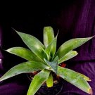 Agave Cv. Blue Glow Century Plant Fresh Garden Agave Cv. Blue Glow Century Plant Fresh Garden
