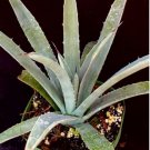 Agave Cv. Little Penguins Century Plant Fresh Garden Agave Cv. Little Penguins Century Plant Fresh Garden