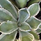 Agave Kissho Kan Lucky Crown Century Plant Pups 4 - 5 Diameter Fresh Garden Agave Kissho Kan Lucky Crown Century Plant Pups 4 - 5 Diameter Fresh Garden