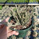 Agave Lophantha Splendida Succulent Plant Fresh Garden Agave Lophantha Splendida Succulent Plant Fresh Garden