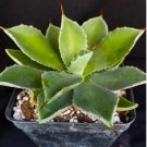 Agave Potatorum Century Plant Fresh Garden