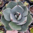 Agave Potatorum Succulent Plant Fresh Garden Agave Potatorum Succulent Plant Fresh Garden
