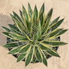 Agave Schidigera Queen Of White Thread Shira Ito No Ohi Fresh Garden