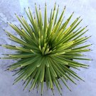 Agave Stricta Hedgehog Agave Currently In A 9 Container Fresh Garden Agave Stricta Hedgehog Agave Currently In A 9 Container Fresh Garden