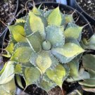Agave Variegated Adult Rum Runner 5 - 6 Diameter Currently In 8 Container Fresh Garden Agave Variegated Adult Rum Runner 5 - 6 Diameter Currently In 8 Container Fresh Garden