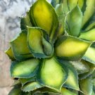 Agave Variegated Adult Rum Runner Pup 3 - 4 Diameter Fresh Garden Agave Variegated Adult Rum Runner Pup 3 - 4 Diameter Fresh Garden