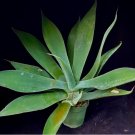 Agave X Blue Flame Century Plant Fresh Garden Agave X Blue Flame Century Plant Fresh Garden