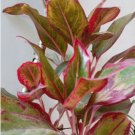 Aglaonema Siam Red Plant Chinese Evergreen 2 Cutting Stem