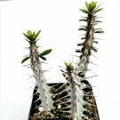 Alluaudia Procera Madagascar Ocotillo Cactus Plant Fresh Garden Alluaudia Procera Madagascar Ocotillo Cactus Plant Fresh Garden