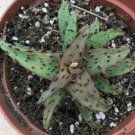 Aloe Castilloniae Presently In A 3.5 Container Fresh Garden Aloe Castilloniae Presently In A 3.5 Container Fresh Garden