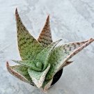 Aloe Delta Lights Comes In A 3.5 Pot Fresh Garden Aloe Delta Lights Comes In A 3.5 Pot Fresh Garden