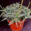 Aloe Descoingsii Aloe Plant Fresh Garden Aloe Descoingsii Aloe Plant Fresh Garden