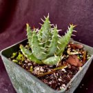 Aloe Erinacea Aloe Plant Fresh Garden