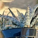 Aloe Hybrid Blizzard Uspp 21408 Comes In A 3.5 Pot Fresh Garden Aloe Hybrid Blizzard Uspp 21408 Comes In A 3.5 Pot Fresh Garden