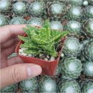 Aloe Juvenna Tiger Tooth Aloe Succulent Plant Fresh Garden