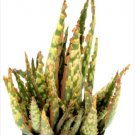 Aloe Krakatoa Pp32606 Ships Bare Root Fresh Garden Aloe Krakatoa Pp32606 Ships Bare Root Fresh Garden